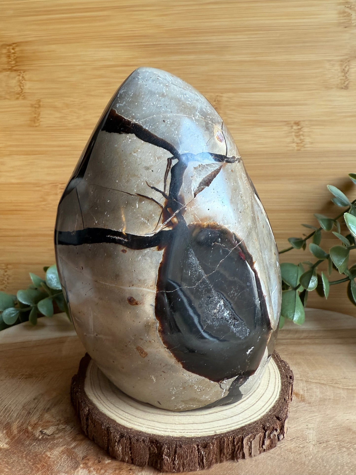 Septaria - Pièce unique - 1 150 g