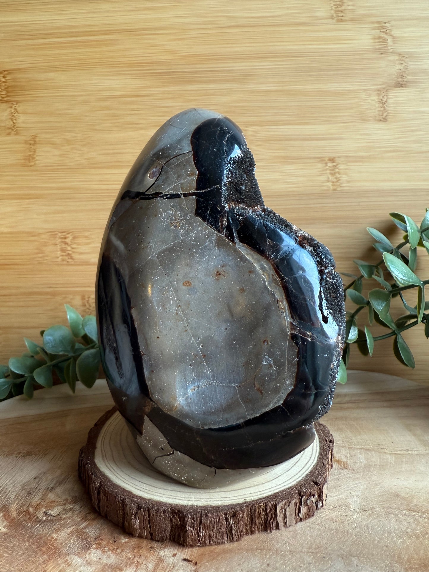 Septaria - Pièce unique - 1 150 g