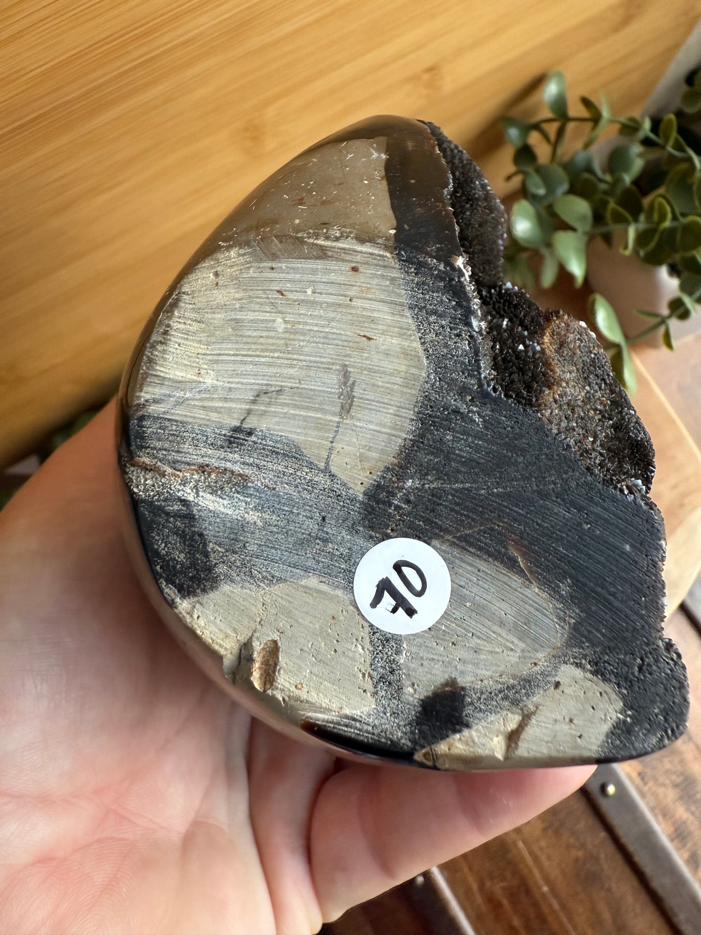 Septaria - Pièce unique - 1 150 g