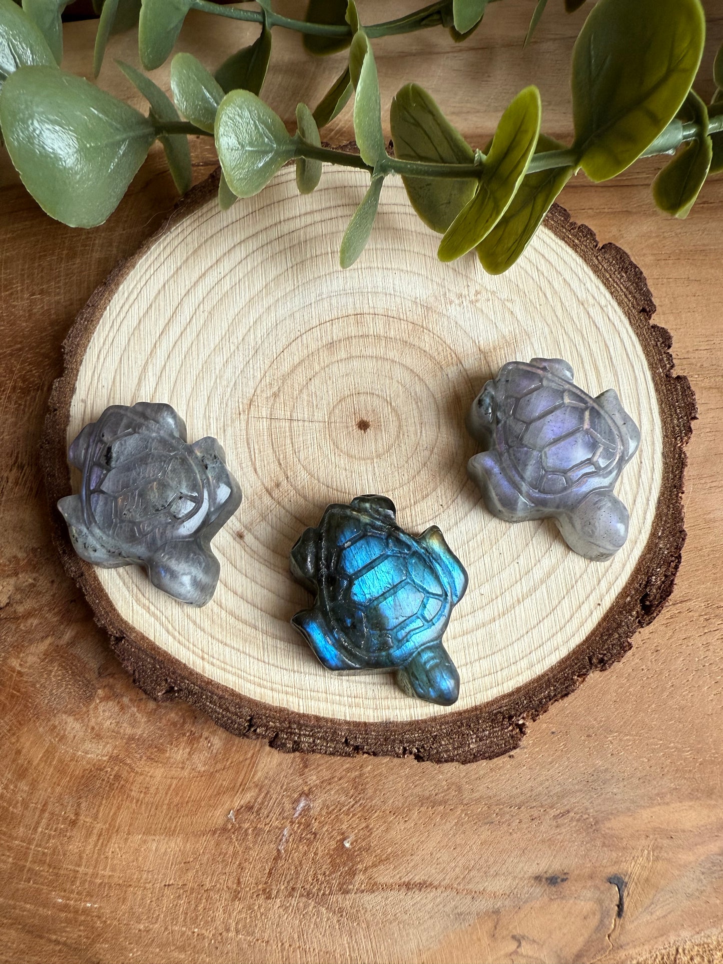 Tortues en Labradorite